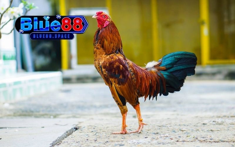 trực tiếp đá gà 67